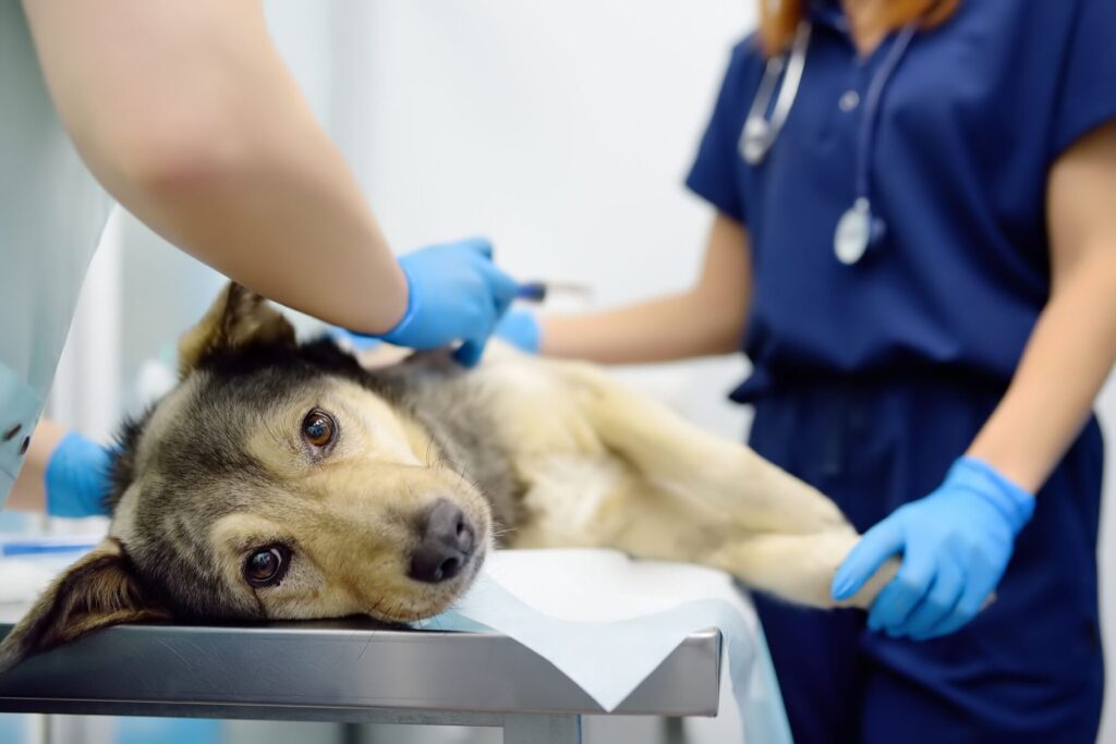 Career Opportunities - Seneca Hill Animal Hospital