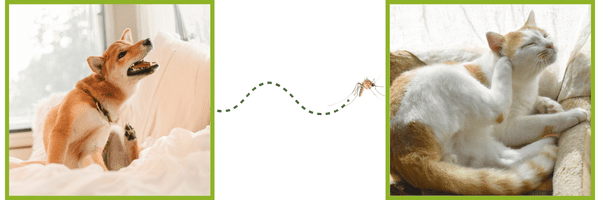 Prevention Offer - Seneca Hill Animal Hospital