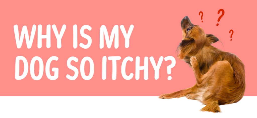 Scratch and Itch - Seneca Hill Animal Hospital