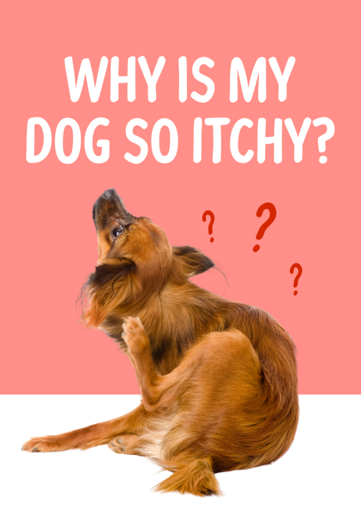 Scratch and Itch - Seneca Hill Animal Hospital