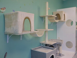 Pet Resort - Seneca Hill Animal Hospital IMG_8380