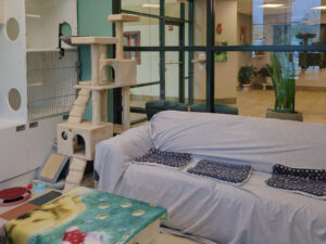 Pet Resort - Seneca Hill Animal Hospital IMG_8385